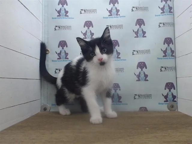 A baby small-sized male Domestic Short Hair cat named Mel for adoption in Orlando, FL