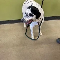 An adult large-sized female White / Cream Mixed Breed dog named YORKStray for adoption in York, PA