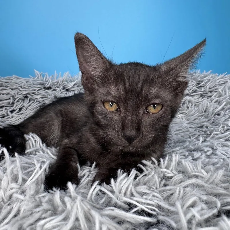 A baby small-sized female Black Domestic Short Hair cat named Skye for adoption in San Antonio, TX