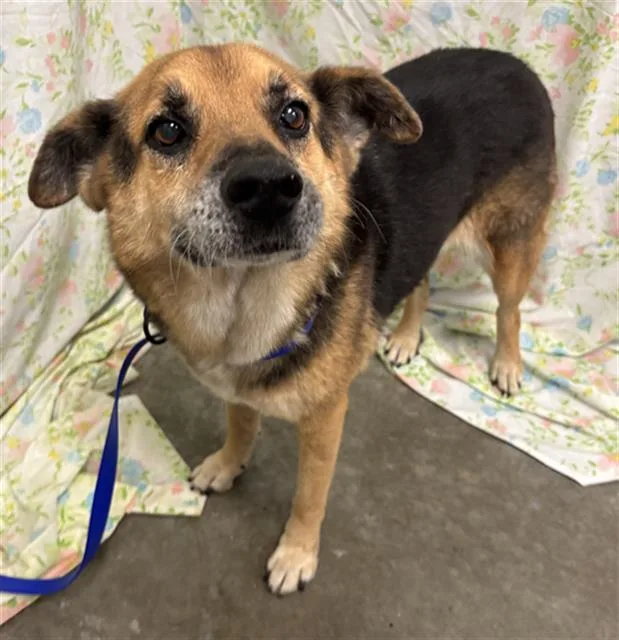 An adult medium-sized female German Shepherd Dog dog named Rayna for adoption in Rosenberg, TX