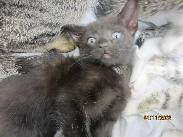 A baby small-sized male Domestic Short Hair cat named Quincey for adoption in Ocala, FL
