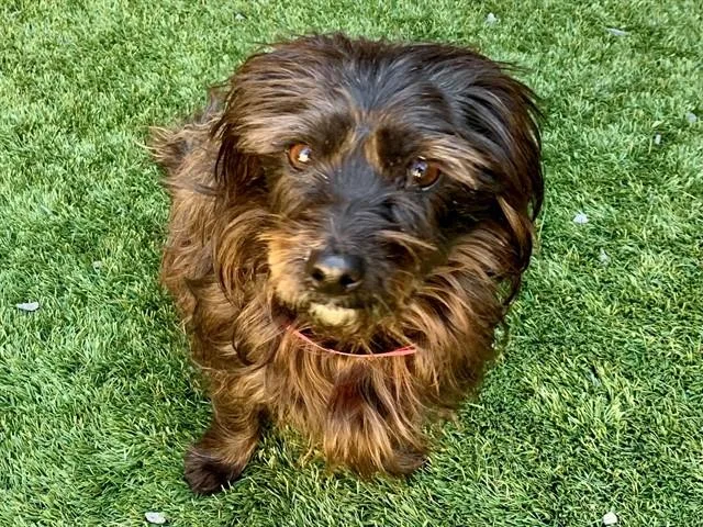 An adult small-sized female Terrier dog named Casey for adoption in Moreno Valley, CA