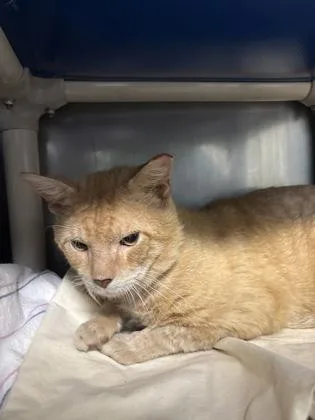 An adult small-sized male Domestic Short Hair cat named Boy Catherine for adoption in Madison, NJ