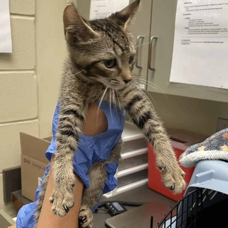 A baby small-sized male Brown / Chocolate Domestic Short Hair cat named Evermore for adoption in Columbus, GA