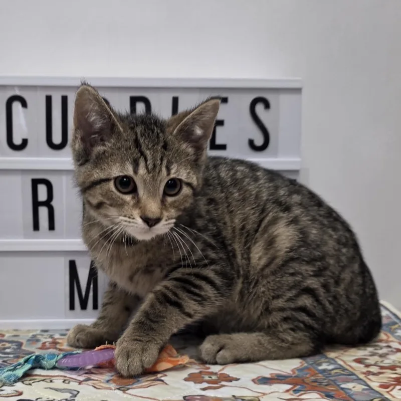 A baby small-sized male Brown / Chocolate Domestic Short Hair cat named Juniper for adoption in Fort Wayne, IN