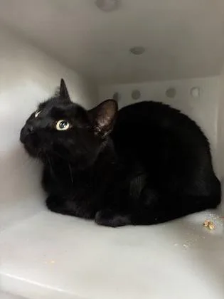 An adult large-sized male Domestic Short Hair cat named Sam Bo for adoption in Port Allen, LA