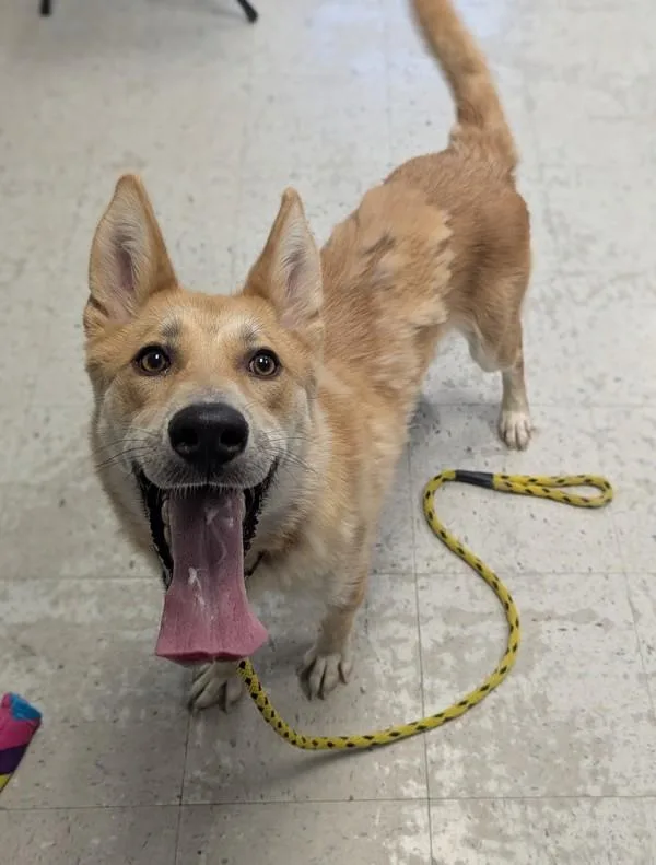 A young medium-sized female Carolina Dog dog named Dingo for adoption in Salt Lake City, UT