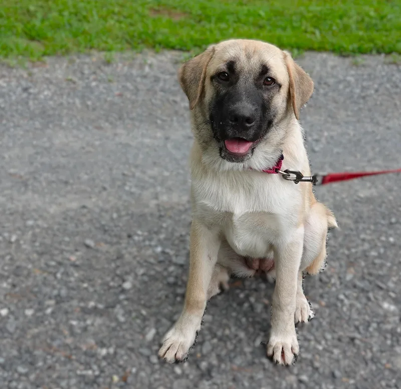 A young large-sized female Anatolian Shepherd dog named Sienna for adoption in Richmond, VA