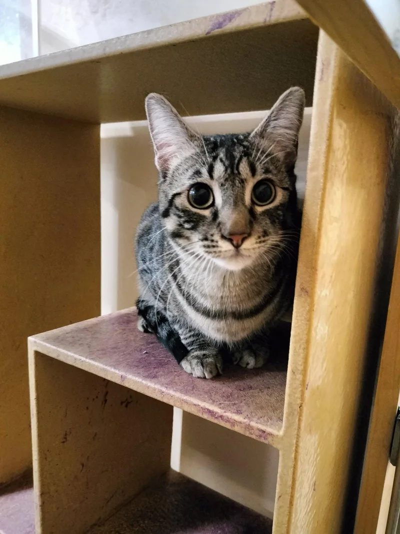 An adult medium-sized male American Shorthair cat named Fancy for adoption in Phoenix, AZ