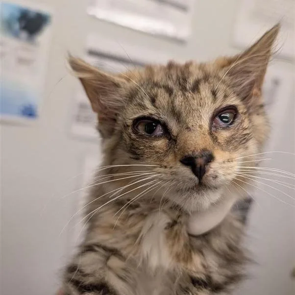 A baby small-sized female Brown / Chocolate Domestic Short Hair cat named Mia for adoption in Jacksonville, FL