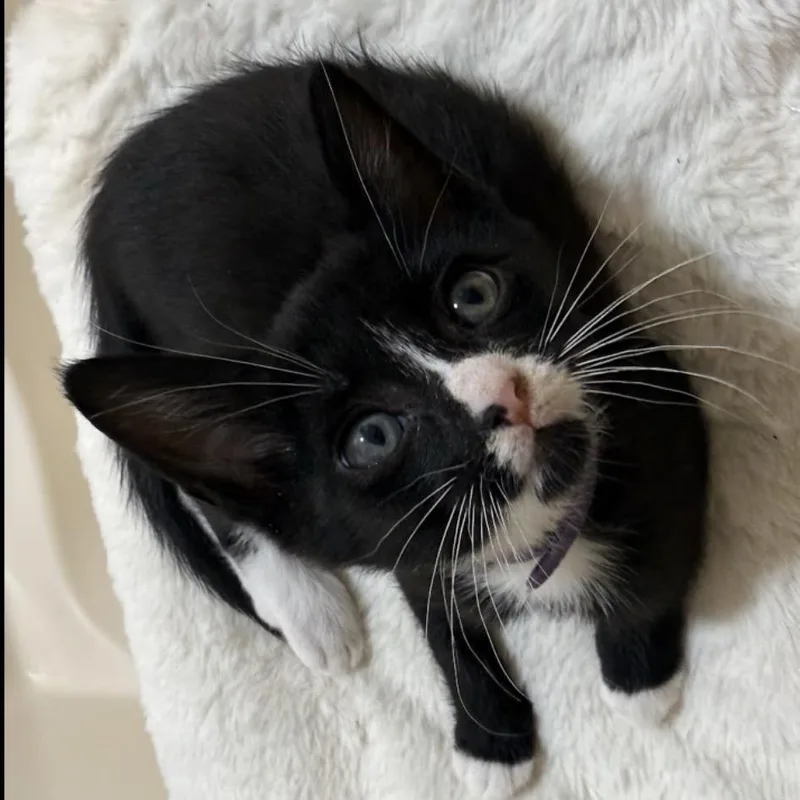 A baby small-sized female Black Domestic Short Hair cat named Tuesday for adoption in San Diego, CA