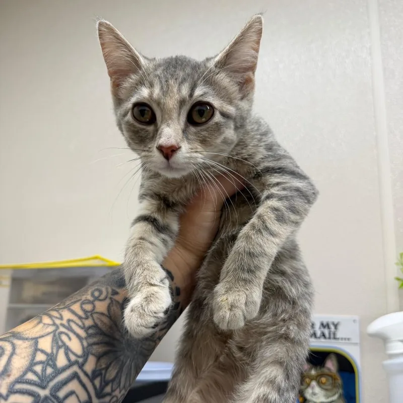A baby small-sized female Gray / Blue / Silver Domestic Short Hair cat named Hefty Ultra Strong for adoption in Morganton, NC