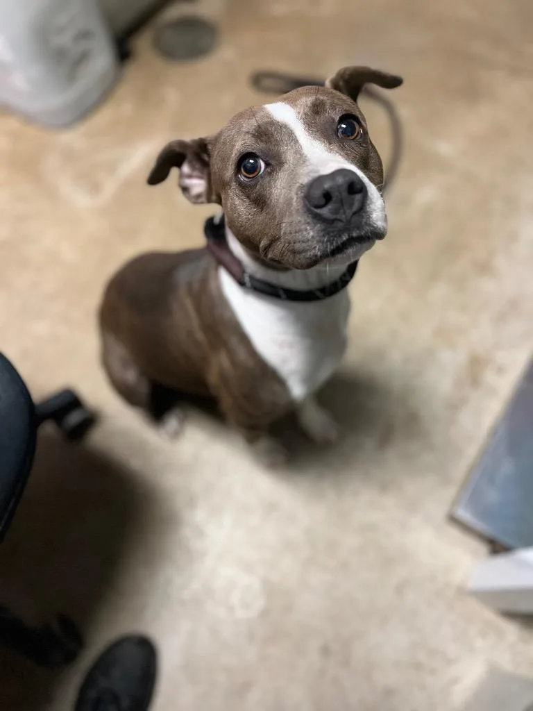 A young medium-sized female American Staffordshire Terrier dog named Poppy for adoption in New Braunfels, TX