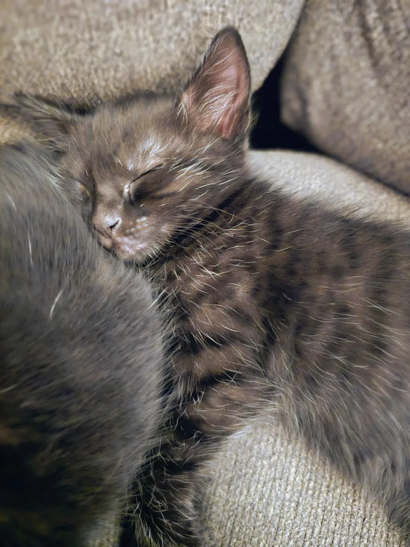 Onyx