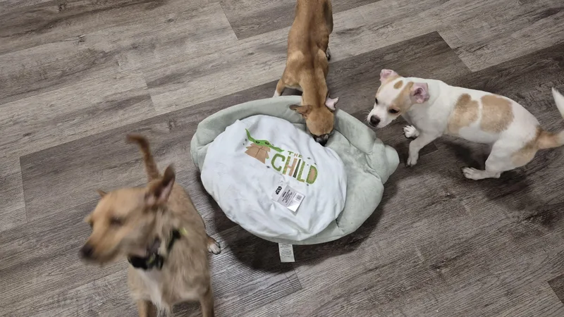 Roly Poly And Puggie