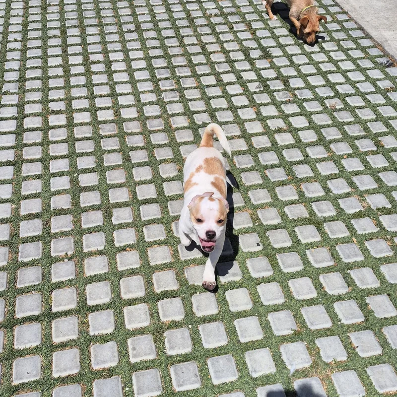 Roly Poly And Puggie thumbnail 5