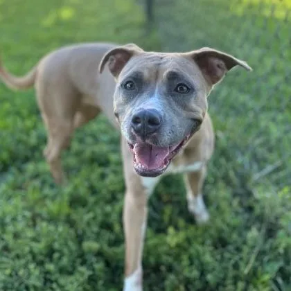 An adult medium-sized female Tricolor (Brown, Black, & White) Mixed Breed dog named Reba for adoption in Dubuque, IA
