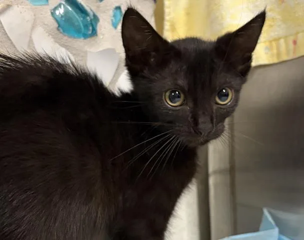 A baby medium-sized female Domestic Short Hair cat named Madam Pouncealot for adoption in Pensacola, FL