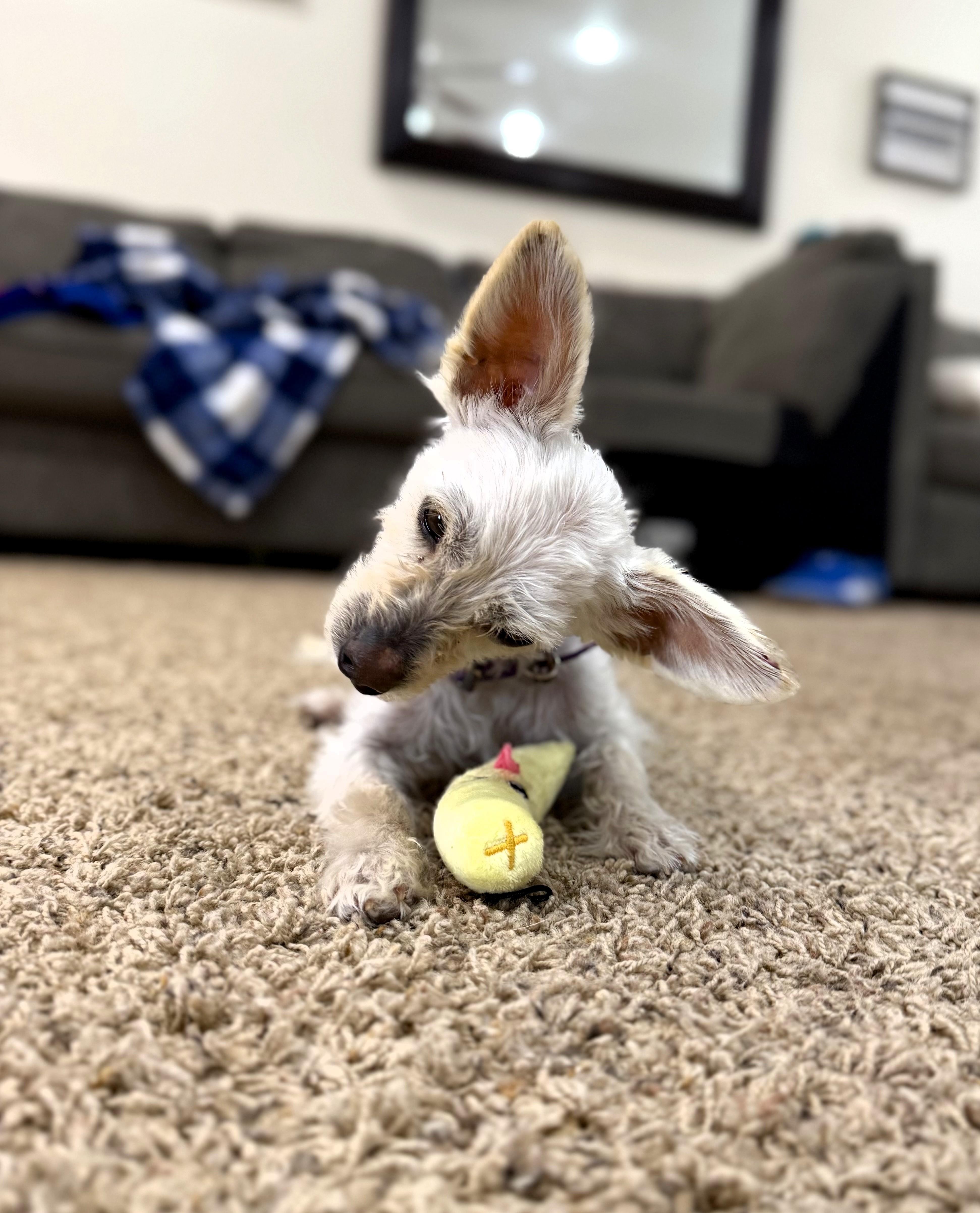 A young small-sized male White / Cream Chihuahua dog named Fred for adoption in Salt Lake City, UT