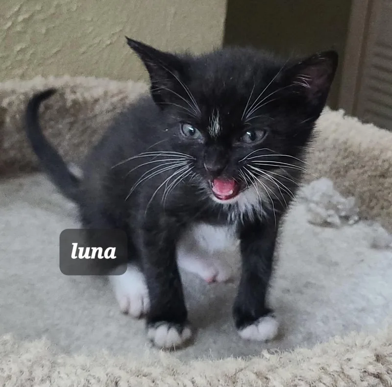 A baby small-sized female Domestic Short Hair cat named Luna for adoption in Lewisville, TX