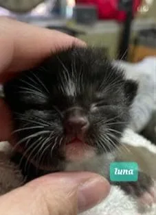 Luna thumbnail 2