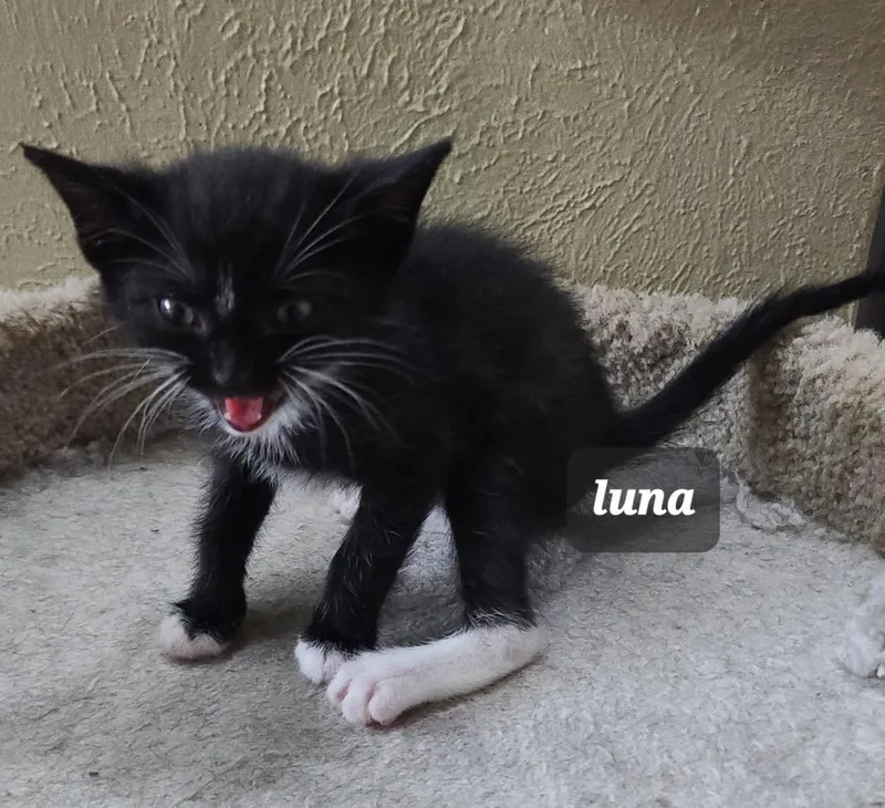 Luna thumbnail 3