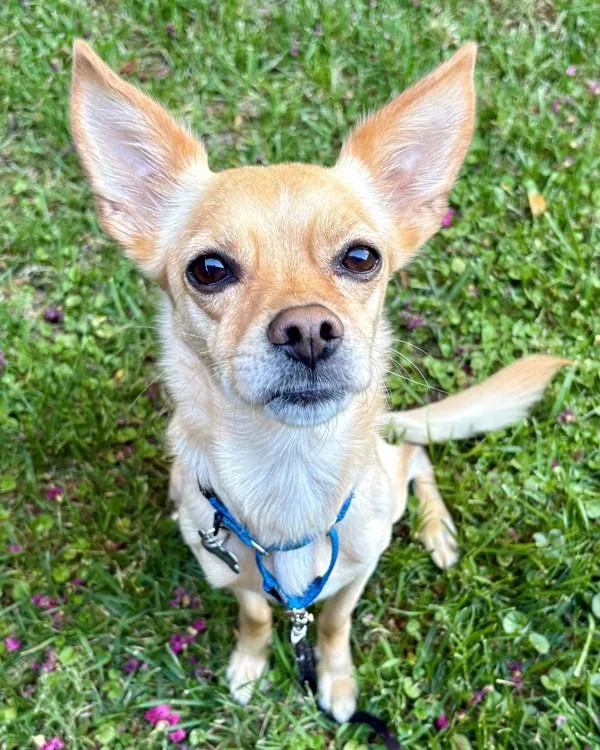 An adult small-sized male Terrier dog named Manny for adoption in Novato, CA