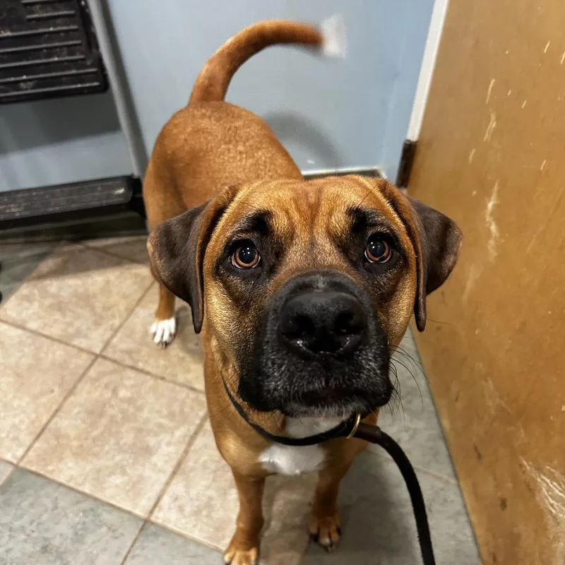 An adult large-sized male Yellow / Tan / Blond / Fawn Mixed Breed dog named Jeanpierre for adoption in Chattanooga, TN