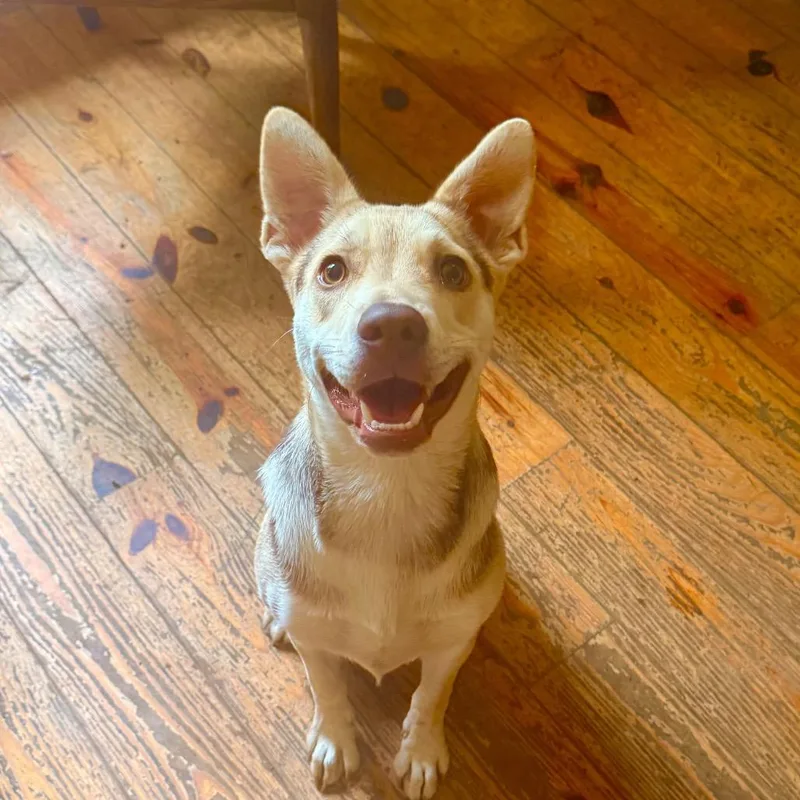 A young medium-sized female German Shepherd Dog dog named Dolly for adoption in Milford, NY