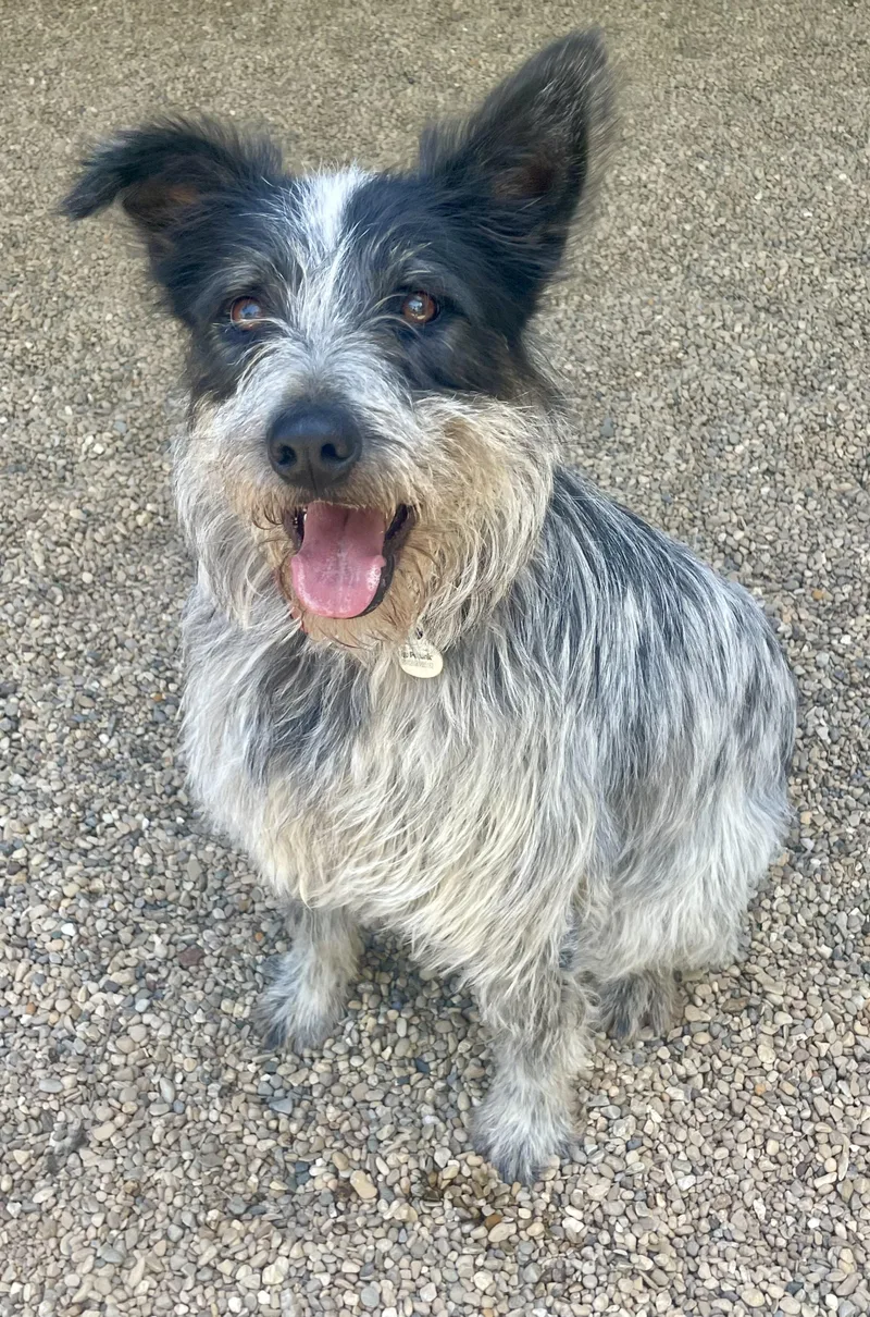 An adult medium-sized male Black German Wirehaired Pointer dog named Oscarr for adoption in Lacon, IL