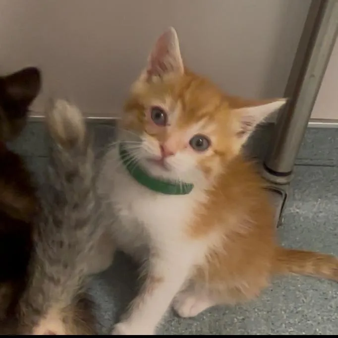 A baby small-sized male Orange / Red Domestic Short Hair cat named Bulbasaur for adoption in Commerce City, CO