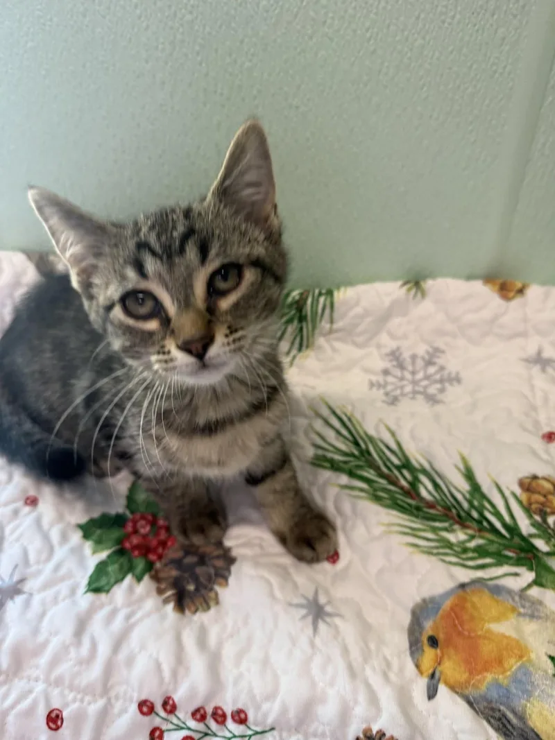 A young medium-sized male Domestic Short Hair cat named Left Field for adoption in Altoona, PA