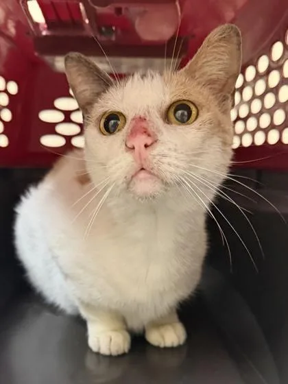 An adult large-sized female Domestic Short Hair cat named Lizard for adoption in San Antonio, TX