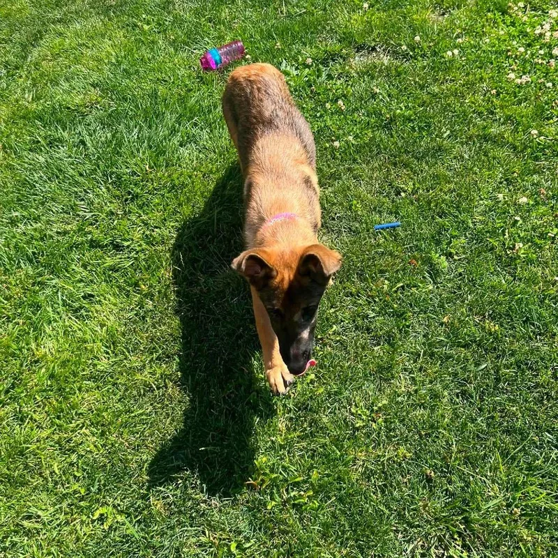 A baby medium-sized female Brown / Chocolate German Shepherd Dog dog named Amelia Earhart for adoption in Farmersville, OH