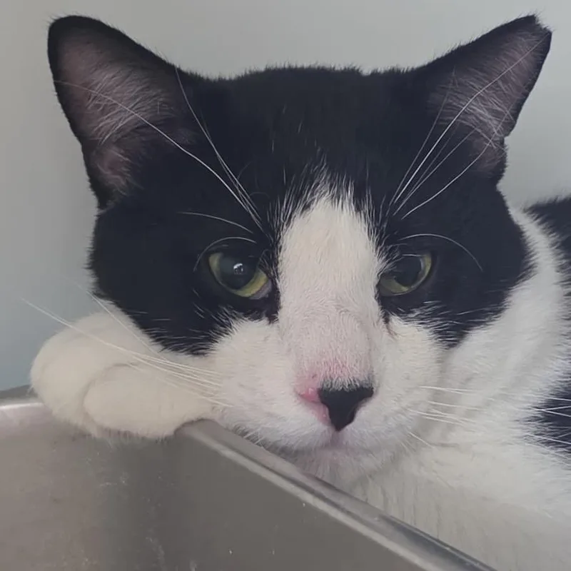An adult medium-sized male White Domestic Short Hair cat named Abraham for adoption in Middle Village, NY