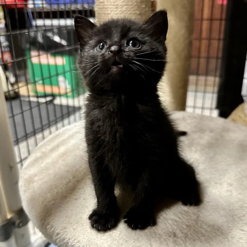 A baby small-sized male Black Domestic Short Hair cat named Dennis for adoption in Simi Valley, CA