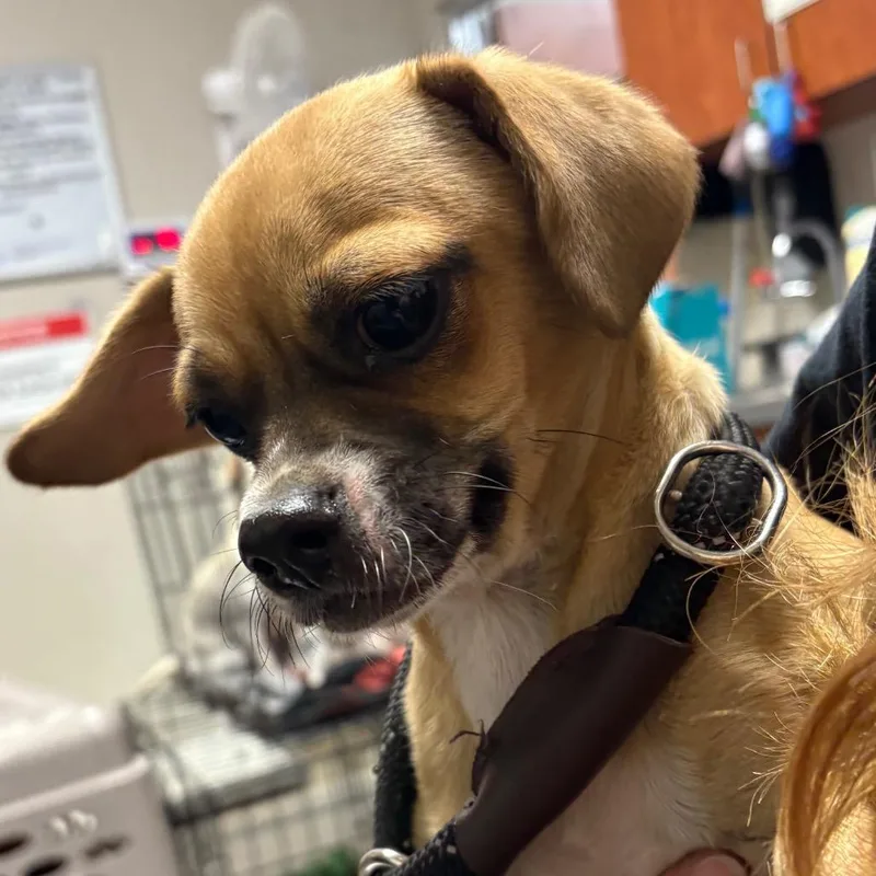 A young small-sized male Brown / Chocolate Chihuahua dog named Scooby for adoption in Yuma, AZ