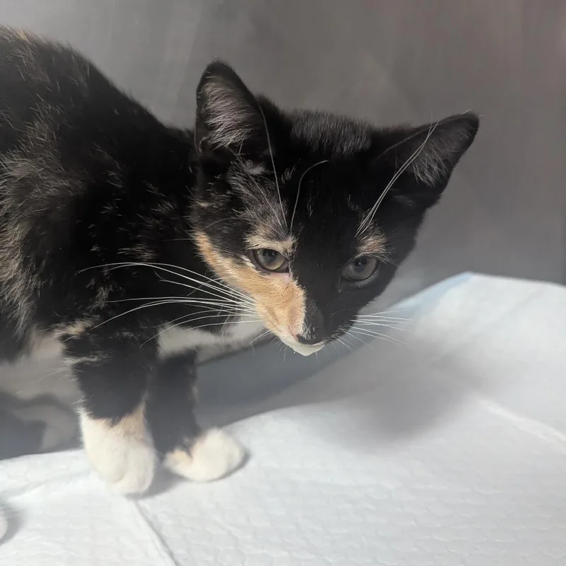 A baby small-sized female Black Domestic Short Hair cat named Clover for adoption in Birmingham, AL