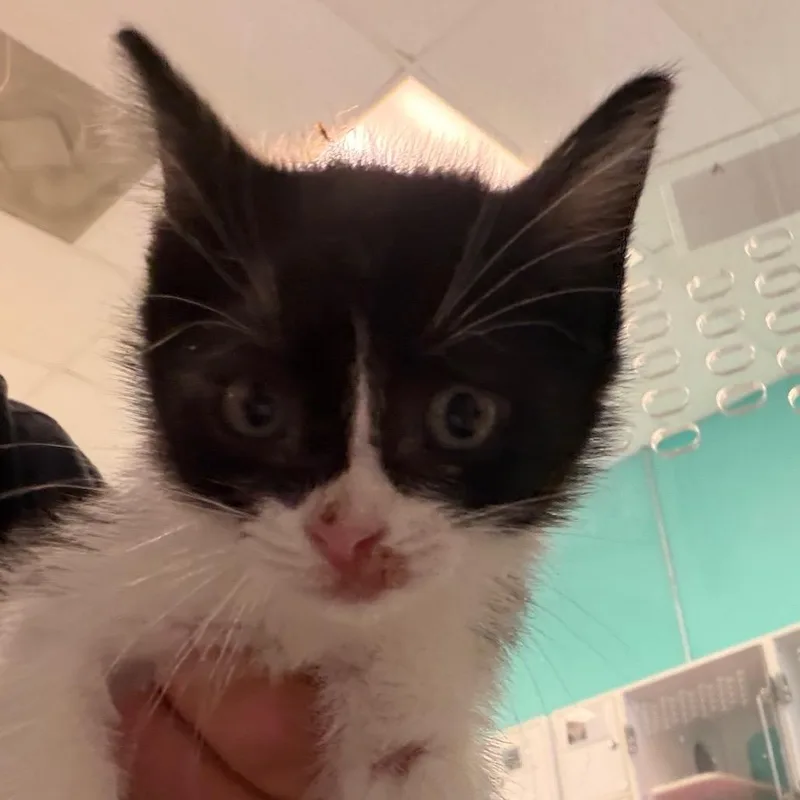 A baby small-sized female Black Domestic Short Hair cat named Jessie for adoption in Lake Jackson, TX