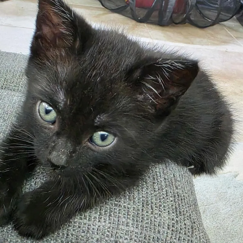 A baby small-sized male Black Domestic Short Hair cat named Spooky for adoption in Tustin, CA