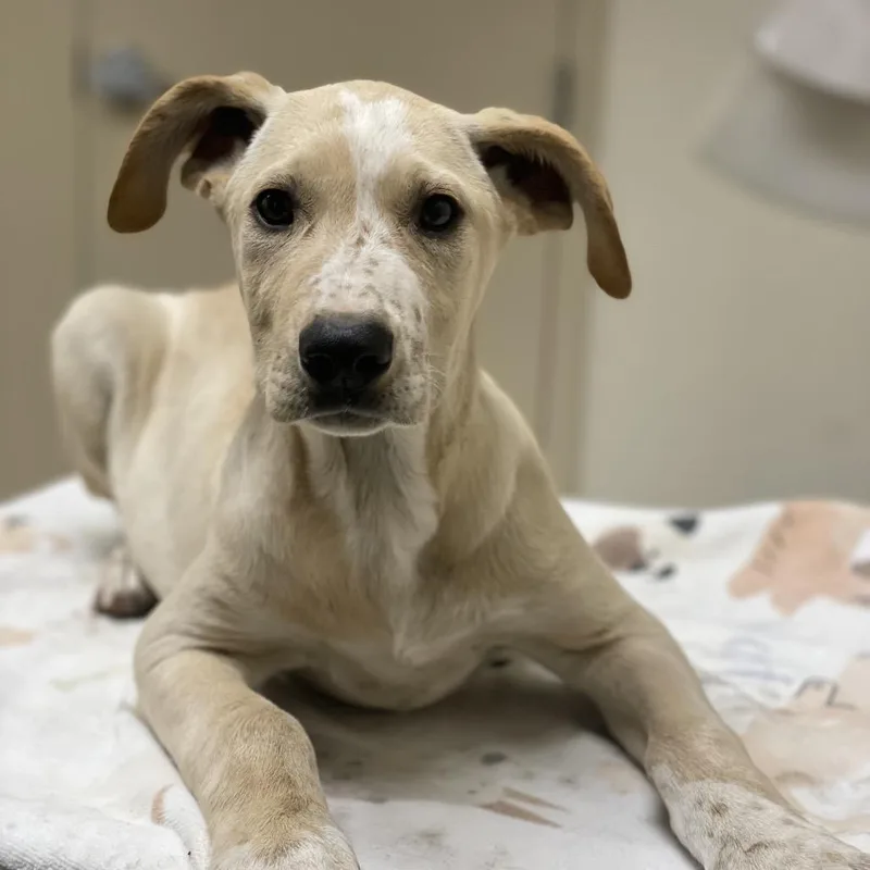A baby small-sized female Yellow / Tan / Blond / Fawn Shepherd dog named Jennifer Pawrence for adoption in Riverside, CA