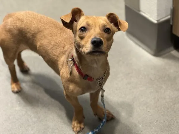 Tortellini thumbnail 2