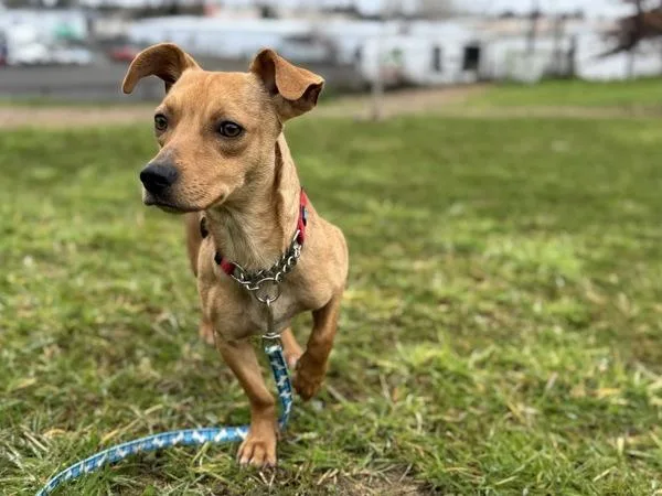 Tortellini thumbnail 3