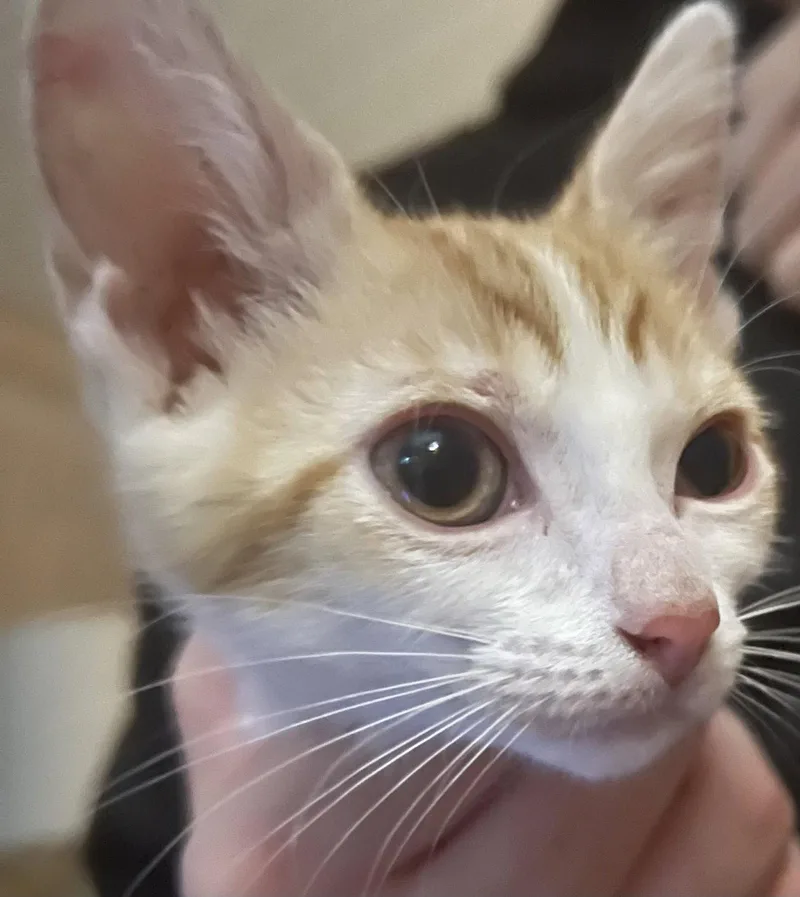 A baby medium-sized female Orange & White Domestic Short Hair cat named Blue for adoption in Oviedo, FL
