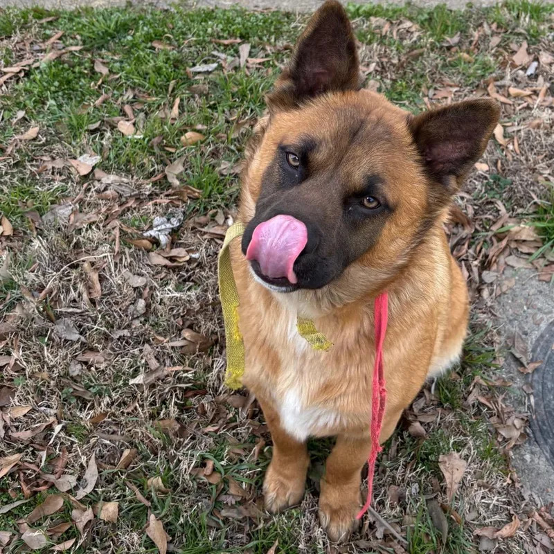 A young medium-sized female Brown / Chocolate Mixed Breed dog named Daisy for adoption in Memphis, TN