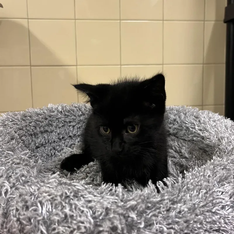 A baby small-sized male Black Domestic Short Hair cat named Moon for adoption in East Hampton, NY