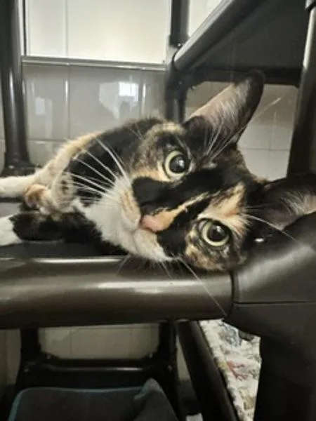 An adult small-sized female Domestic Short Hair cat named Candy Corn for adoption in Healdsburg, CA