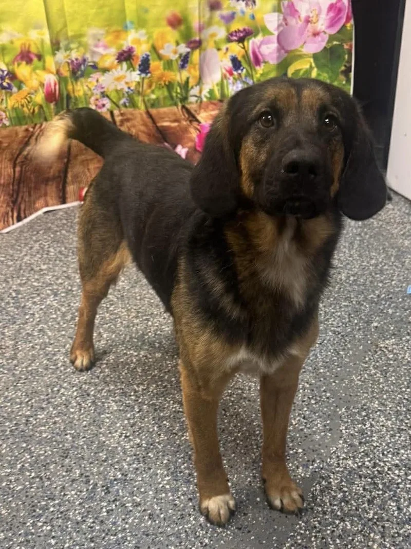 An adult medium-sized male Brown / Chocolate Mixed Breed dog named Ruskin for adoption in Elizabethtown, NC