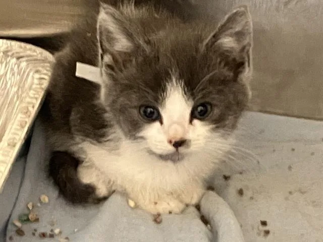 A baby small-sized male Domestic Short Hair cat named Pippin for adoption in Tustin, CA