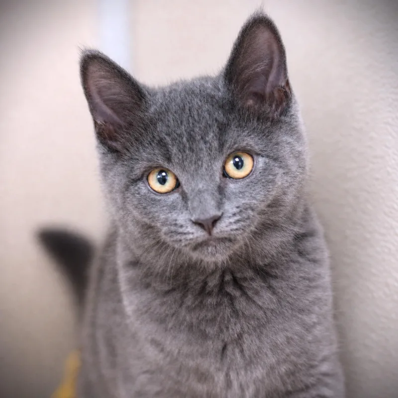 A baby medium-sized male Gray / Blue / Silver Domestic Short Hair cat named Kevin for adoption in Amsterdam, NY